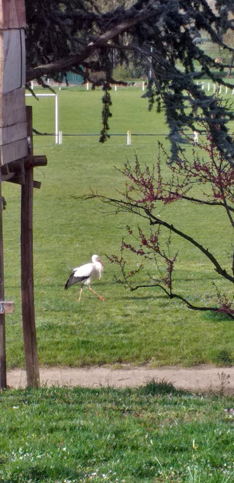 Gite Dans Vignoble Alsacien Westhalten Kültér fotó